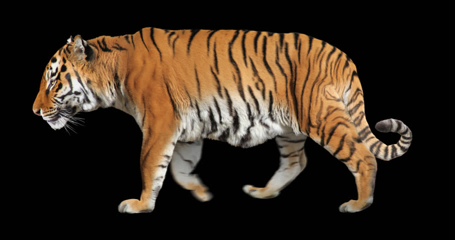 Tiger walking. Isolated and cyclic animation.