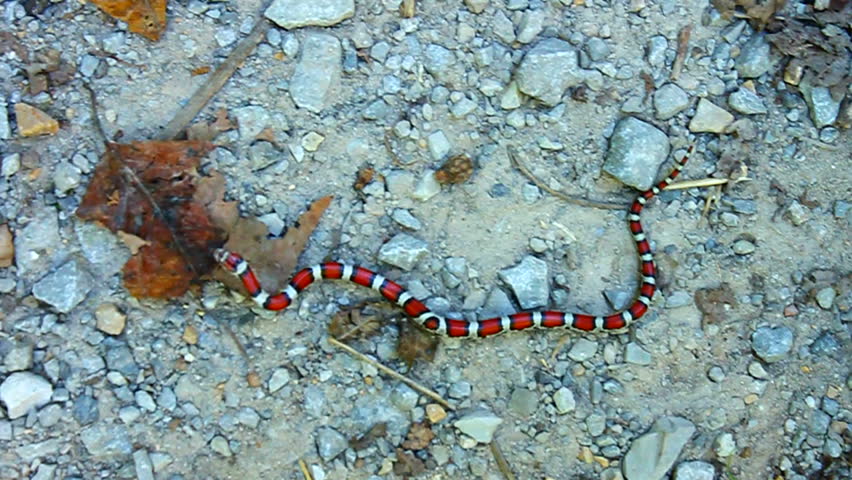 Red Milk Snake (Lampropeltis triangulum syspila) slithering across ground in southern Illinois