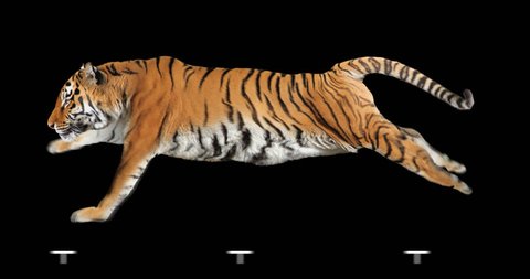 Tiger runs. Isolated and cyclic animation. Alpha channel.