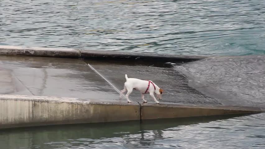 Jack Russell terrier playing with the waves in the harbor of Menton, France