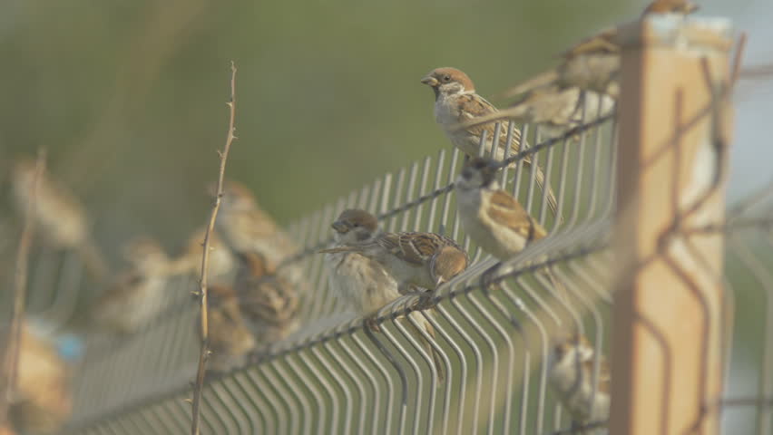 Some sparrows seating on the fence