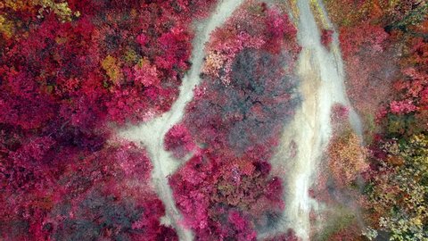 Aerial: top view of colorful autumn forest. Drone moves up.