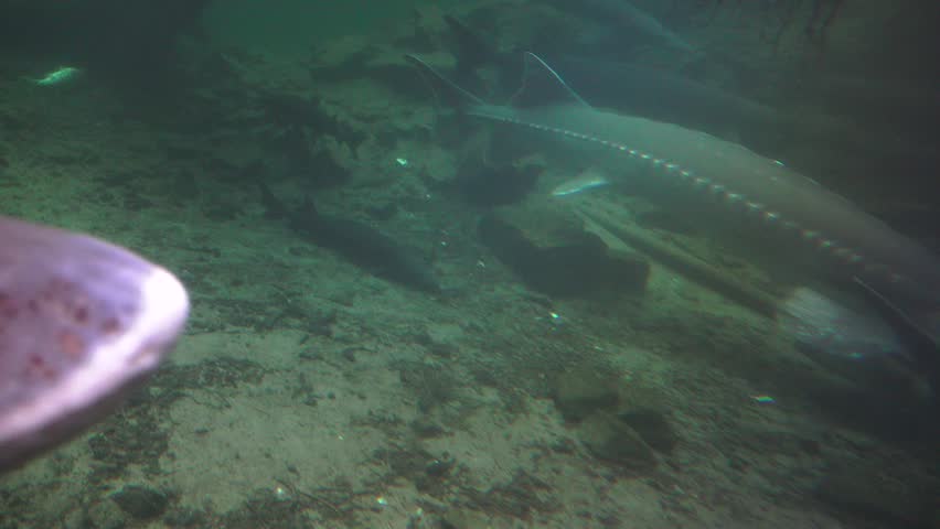 Captive white sturgeon at the state fish hatchery on display. Some of the fish are over 12 feet long and still growing. Large aquarium style pond with viewing area on the Columbia River in Oregon.
