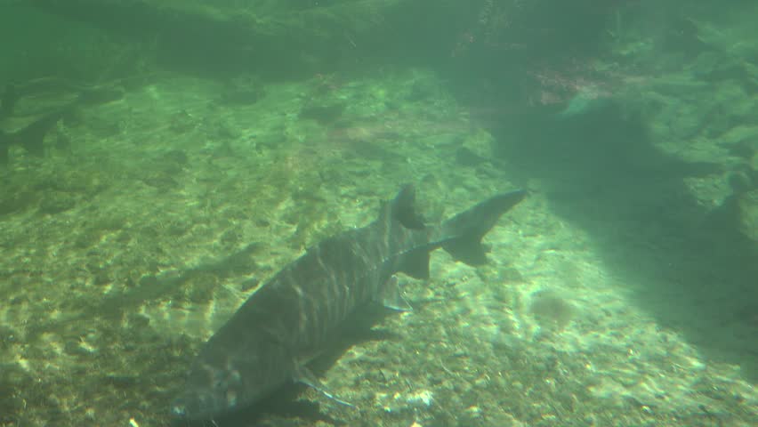 Captive white sturgeon at the state fish hatchery on display. Some of the fish are over 12 feet long and still growing. Large aquarium style pond with viewing area on the Columbia River in Oregon.