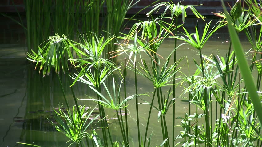 dwarf papyrus water plant