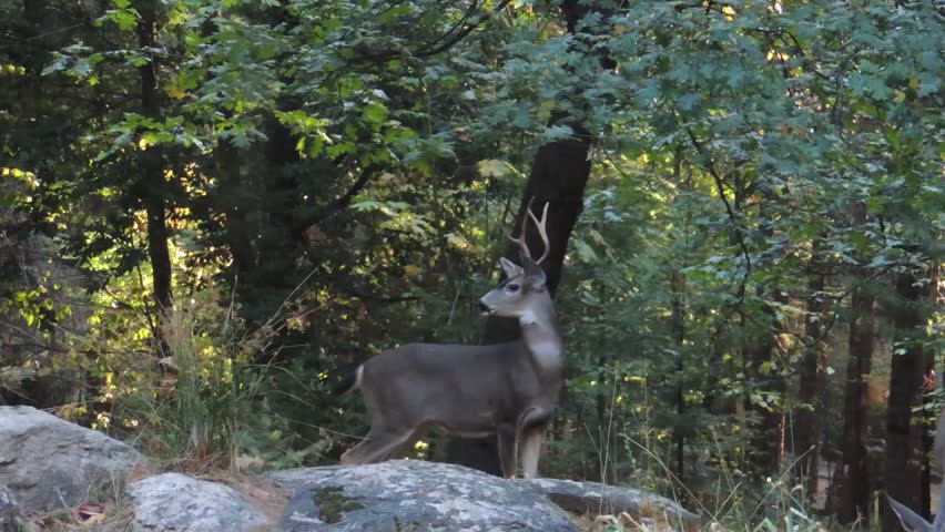 Black-tailed Deer, standing on hide legs, feeding of the leaves of a Black Oak in the foothills of the Sierras of Northern California.