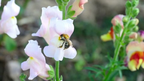 Bumblebee collects nectar on a flower snapdragon.