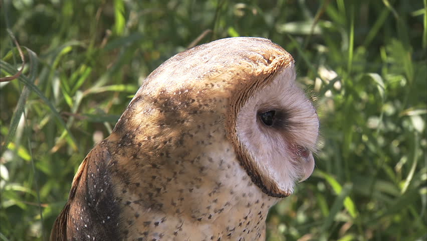 Close up of a Barn Owl looking around