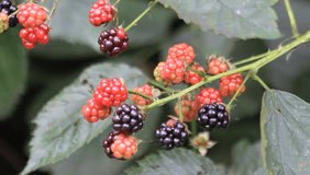 fresh blackberries on bush with ripe and unripe fruits
fresh blackberries on bush with ripe and unripe fruits

