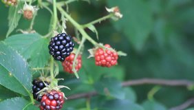 fresh blackberries on bush with ripe and unripe fruits
fresh blackberries on bush with ripe and unripe fruits

