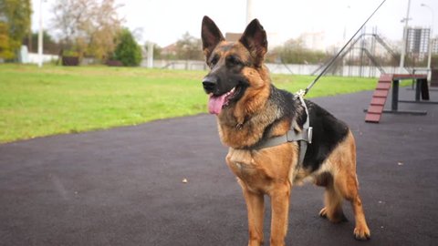 German shepherd police dog.