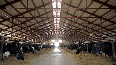Cows are eating hay inside big barn