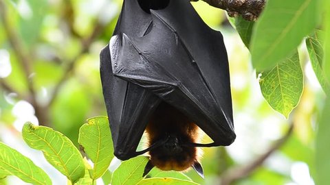 the scary hanging flying fox or fruit bat or hyles bat hang downward from the tree branch while sleeping in the daytime with nice moving and some soundtrack, the vampire look alike