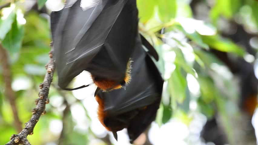 hanging flying fox fruit bat hyles Stock Footage Video (100% Royalty ...