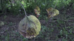 Happy Halloween from nature, some spooky looking leaves in a forest caught in a spider web. Video in 4K.
