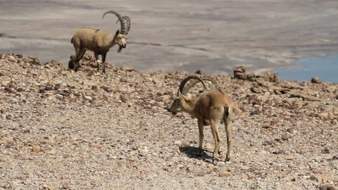 Nubian ibex male
Beautiful shot of Nubian ibex males near the Dead Sea 
