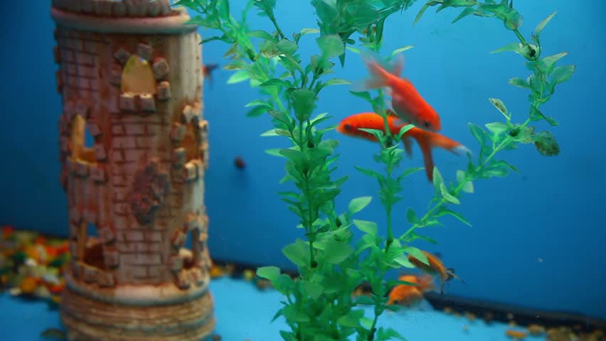 background  fish blue aquarium calm swim grass saver video