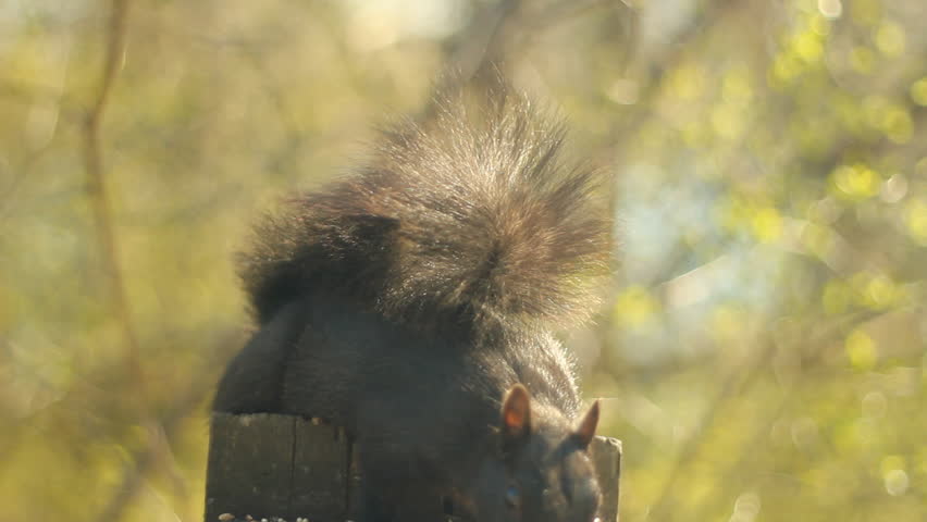 Young, eastern grey squirrel eating nuts and seeds faces the camera. Shallow DOF. High Park, Toronto, Ontario, Canada.