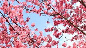 Spring Sakura Sakura season Cherry Blossom Sakura season 