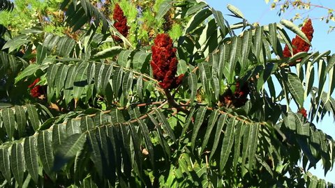 Red velvet leaved tree fruit