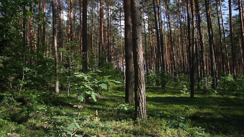 pan summer forest
