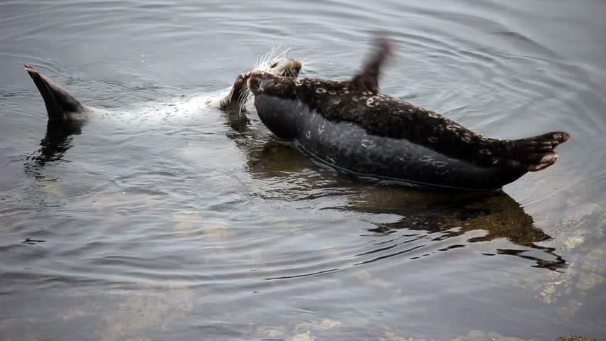 White And Black Harbor Seals On Rocks Fussing 
