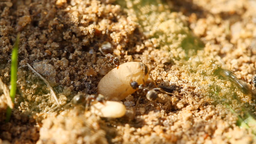 ants and egg, close-up