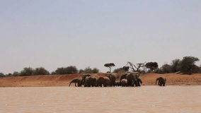 Herd of African Elephants drinking at river