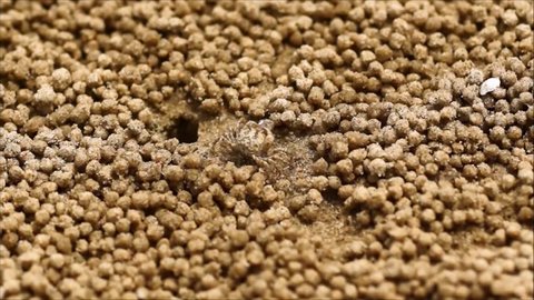 Sand bubbler crab making sand pellets ( Scopimera globose )