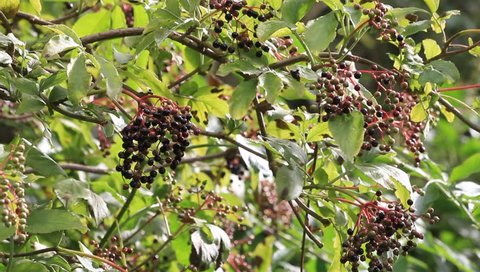 elderberries fruits on elderberry tree
 