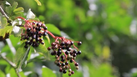 elderberries fruits on elderberry tree
 