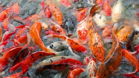 Colored carp feeding in shallow water in the pond. Resort Beijing World Park.  స్టాక్ వీడియో