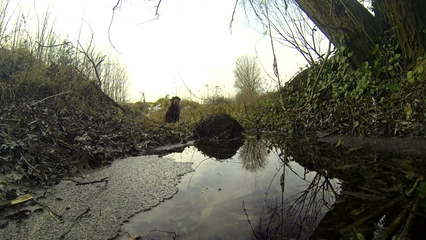 Chocolate Labrador retriever in the water 