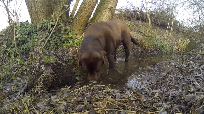 Chocolate Labrador retriever in the water 