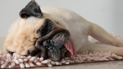 Close-up cute dog puppy pug sleep and owner distract it when feel asleep that make it stretch oneself