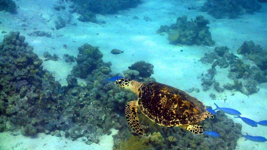 Turtle swimming in coral reef, Red sea