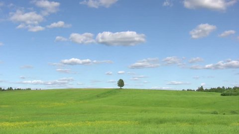 Lonely tree on green meadow against  blue sky background 