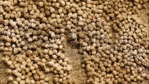 Sand bubbler crab making sand pellets ( Scopimera globose )