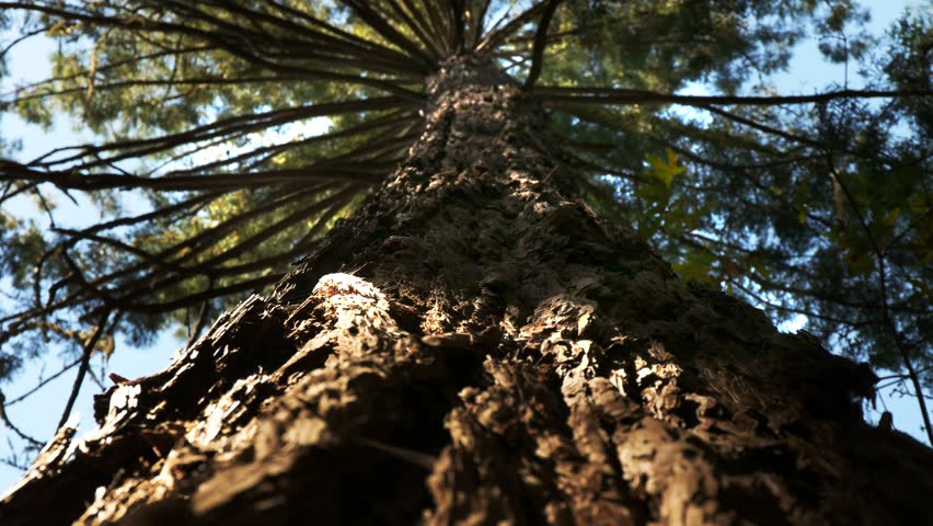 a shallow depth of field view looking up a coastal redwood trees at muir woods national monument