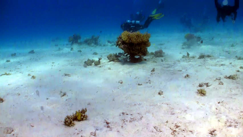 fish on coral reef, Red sea