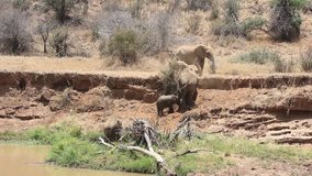 African elephants come to a river to feed and drink