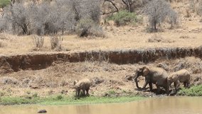 African elephants come to a river to feed and drink