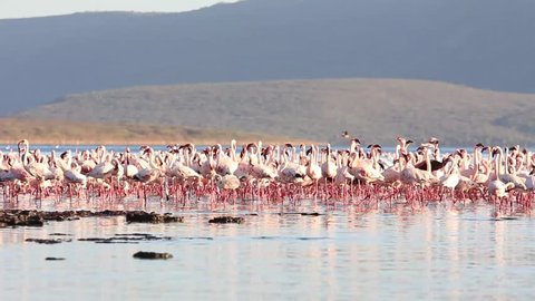 Flamingoes: Flock of Lesser and Greater Flamingo feed in lake in East Africa Great Rift Valley