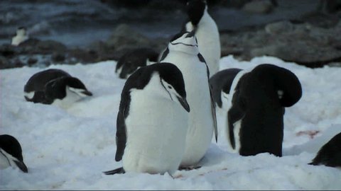 Chinstrap penguin preening