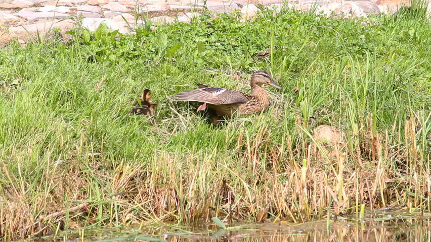 duck and her ducklings on shore