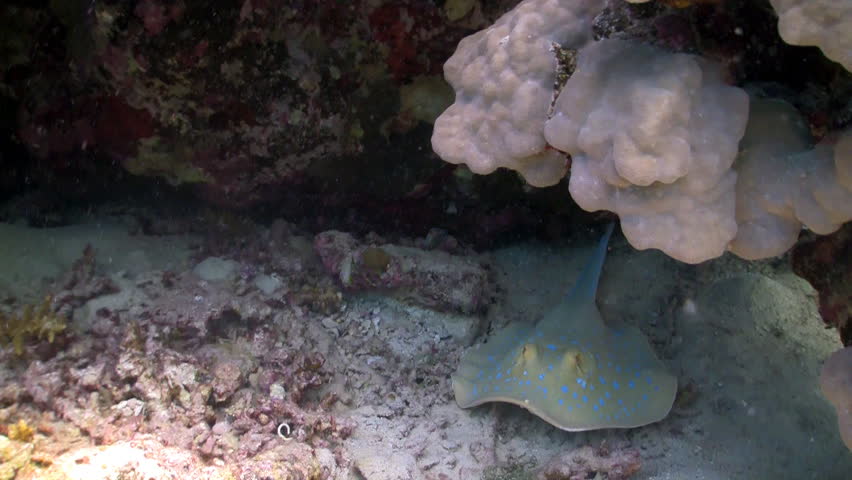 Blue Spotted stingray under the coral reef, red sea