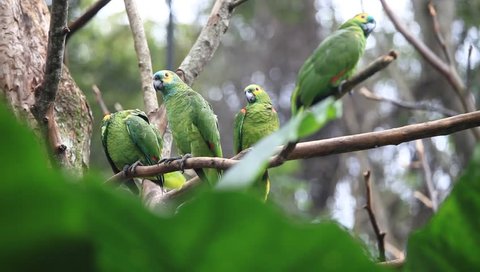 Beautiful green parrot birds on tree branch in birds park, Foz do Iguacu, Brazil