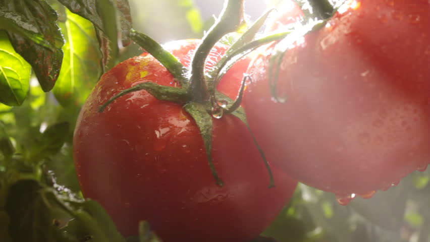 Camera pans across ripe tomatoes on the vine with morning mist