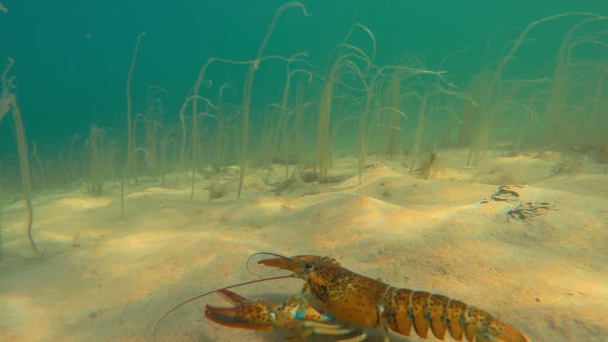 A large lobster walking along the ocean floor sandy beach
