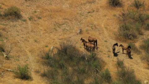 Aerial American Wild horses Rangeland BLM Land USA
